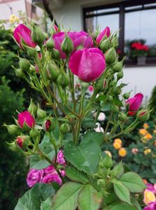 IMG-20220701-WA0026