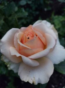 IMG-20220701-WA0033