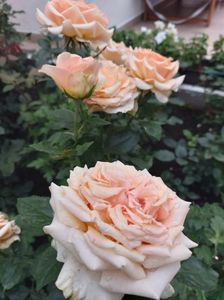IMG-20220701-WA0036