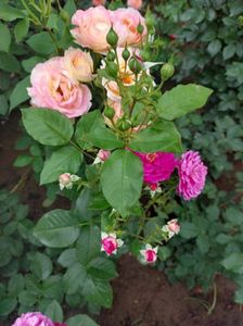 IMG-20220701-WA0041