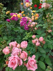 IMG-20220701-WA0044