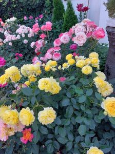 IMG-20220701-WA0047