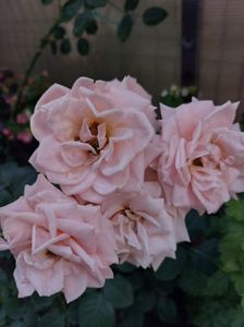 IMG-20220701-WA0049