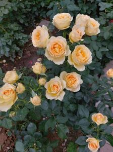 IMG-20220701-WA0055