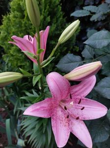 IMG-20220701-WA0053