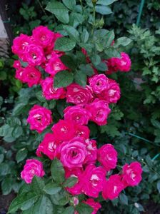 IMG-20220701-WA0061