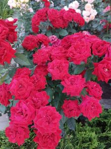 IMG-20220701-WA0064