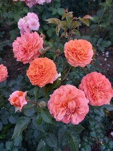 IMG-20220701-WA0066