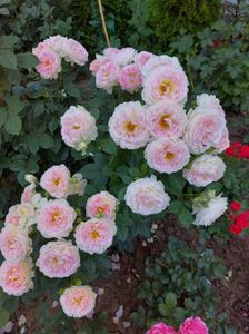 IMG-20220701-WA0065