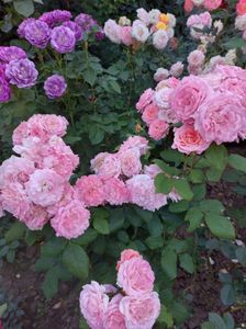 IMG-20220701-WA0073