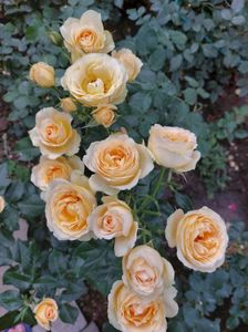 IMG-20220701-WA0069
