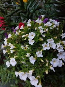 IMG-20220701-WA0075