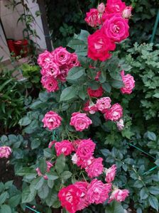 IMG-20220701-WA0086