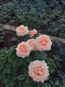 IMG-20220701-WA0082