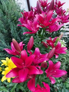 IMG-20220701-WA0095