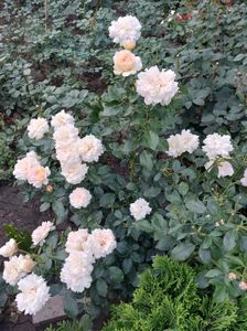 IMG-20220701-WA0100