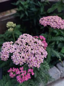 IMG-20220701-WA0088
