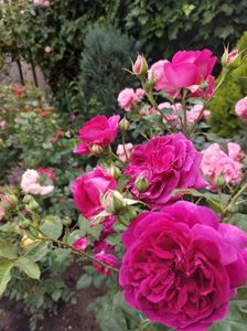 IMG-20220701-WA0103