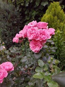 IMG-20220701-WA0102
