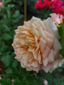 IMG-20220701-WA0106