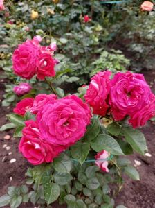 IMG-20220701-WA0107