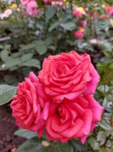 IMG-20220701-WA0110