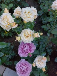 IMG-20220701-WA0116