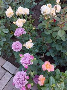 IMG-20220701-WA0117