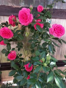 IMG-20220701-WA0118
