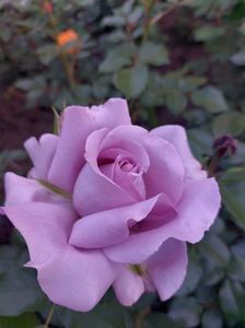 IMG-20220701-WA0123