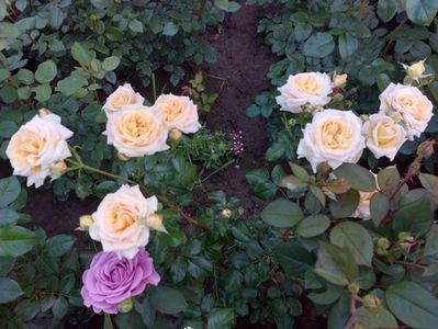 IMG-20220701-WA0131