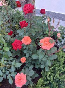 IMG-20220701-WA0136
