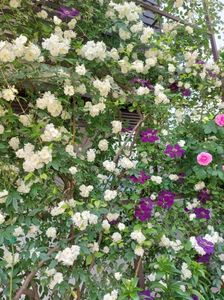 IMG-20220701-WA0147