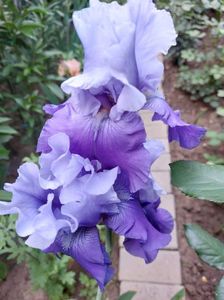 IMG-20220701-WA0153