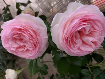 IMG-20220701-WA0172