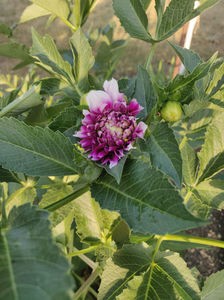 dahlia hybr. mix toamna; Toamna?? Cred ca toate plantele au luat-o razna.
