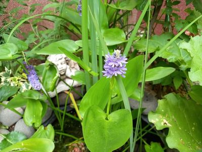 "Pontederia cordata"