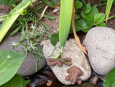 Leontopodium alpinum