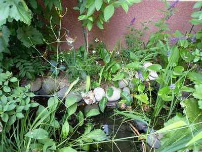 "Alisma plantago-aquatica"