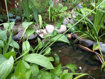 "Alisma plantago-aquatica"