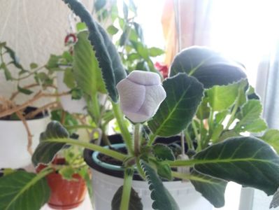 Rabdare ioc! ;); E mult mai mare decat se vede in poza... nu-mi vine sa cred, voi avea in curand prima mea floricica de gloxi! ❤❤❤
