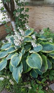 Hosta cea uriasa; A acoperit aproape tot locul de sub liliac. Face necazuri hortensiei mele preferate care anul adta arata rau din cauza ei si unui rhododendron. Deci trebuie sa -i tai din avant!
