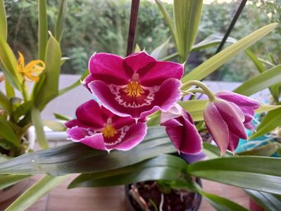 Miltoniopsis "Red Tide"