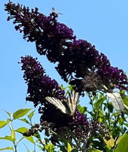 CA687146-08CA-42D3-B65C-4DCAA7423486