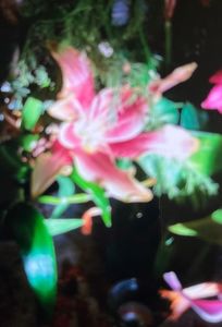 2BC86912-88D9-4738-8C41-3323F9B2C84E
