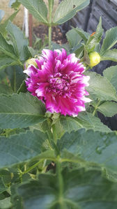 dahlia hybr. mix toamna