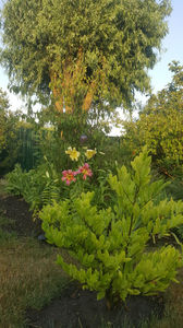 lilium asiaticum mix