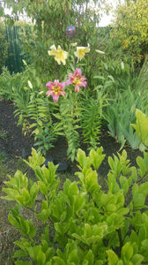 lilium asiaticum mix