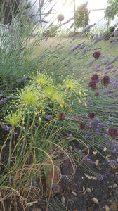 allium flavum-allium sphaerocephalon