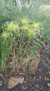 allium flavum-allium sphaerocephalon